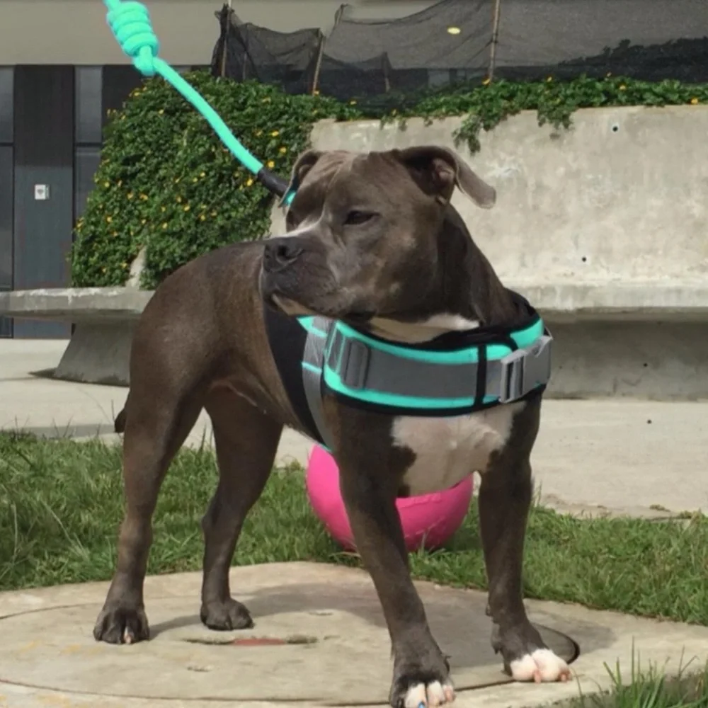 HELIOS • Teal Bark Mudder Leash Harness Dog Walker